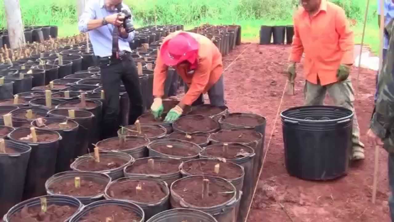 Produção de mudas de bambu