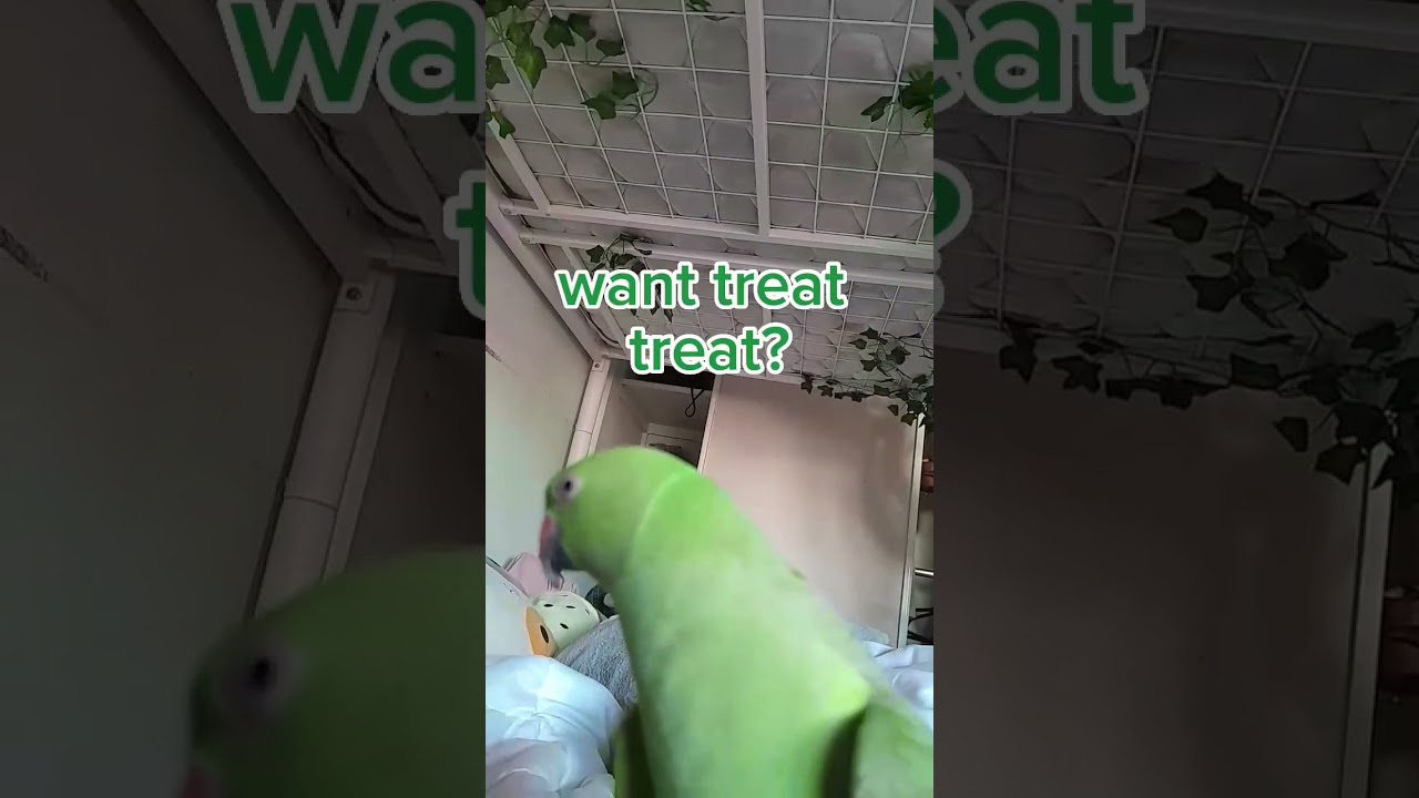 Want treat treat? #birdmum #bird #kermit #greenparrot #indianringneck #cutebirds #foryou #viral