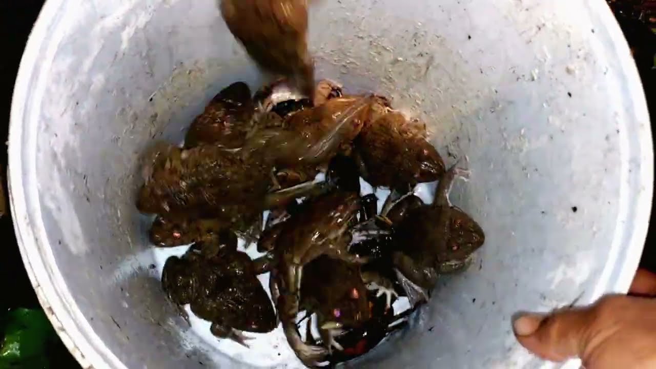 I walk around catching frogs at night