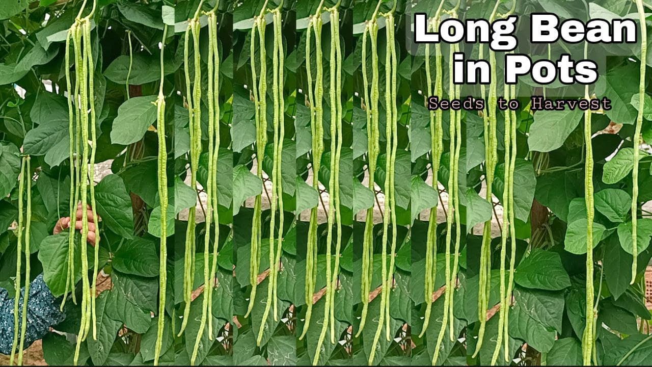 How to Grow Long Bean in Pots at home / Seeds to Harvest / Easy for Beginners
