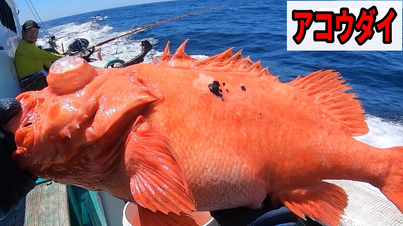 《和歌山・丸十丸》【深海アコウダイ釣り】和歌山日置沖2023 7 17アコウダイ