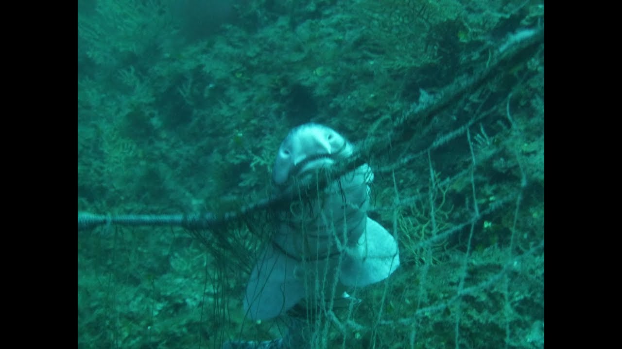 Shark Rescue @ Zala luka, Hvar, Croatia