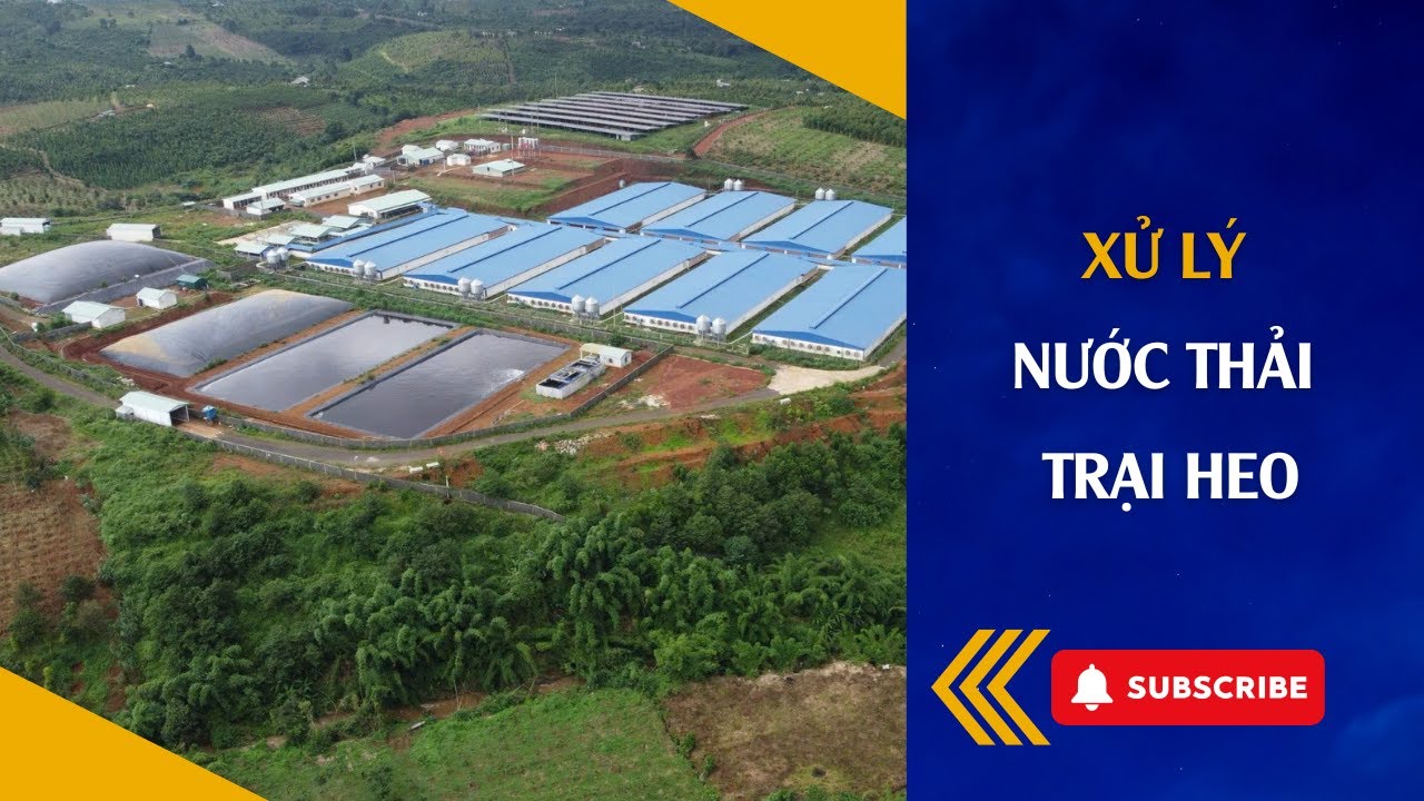 Quy Trình Xử Lý Nước Thải Chăn Nuôi Heo Quy Mô Công Nghiệp   Công Nghệ Hiện Đại