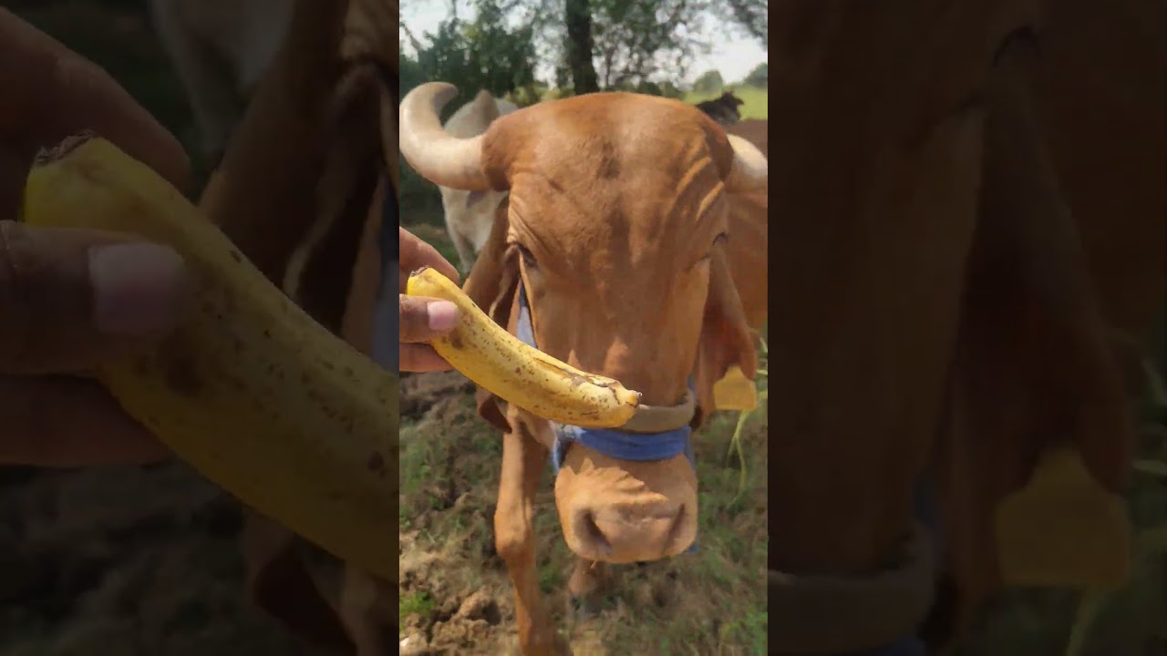 Cow Bonding & Love👉 #CowLove, #CowBonding, #CowCare, #AnimalFriendship, #CowCompassion