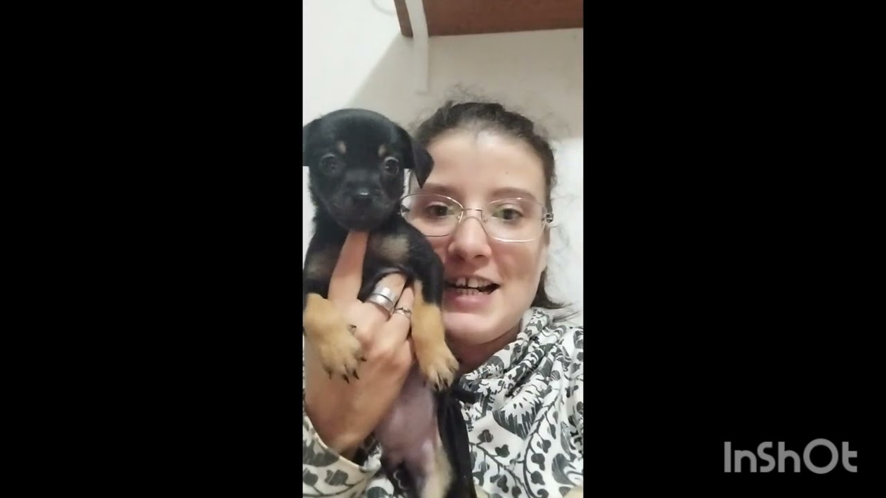genitori e cuccioli litigano #animales 😂😂😂🤦‍♀️🐶