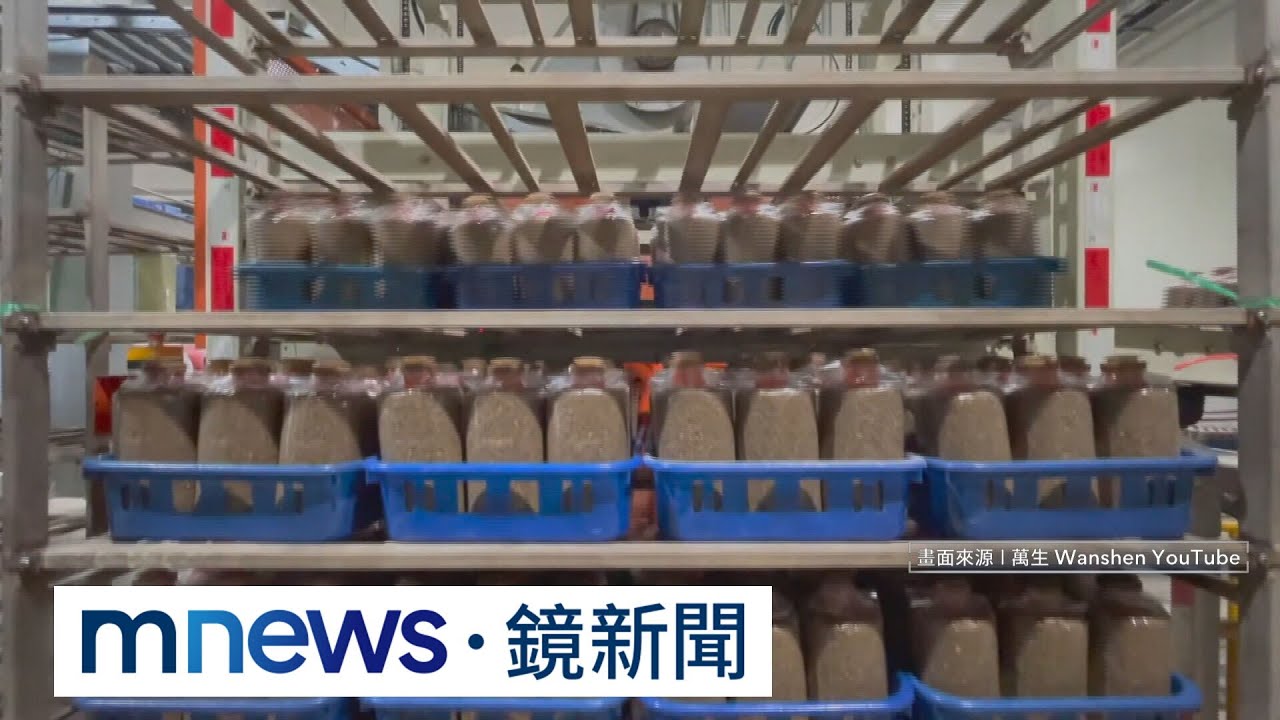全台最大杏鮑菇場！日產20噸　連鎖賣場都靠它出貨｜#鏡新聞