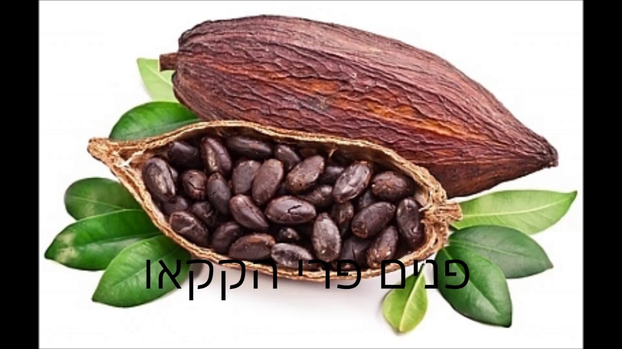 תהליך יצירת השוקולד