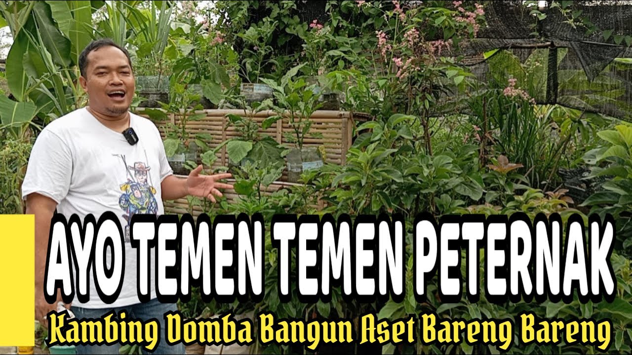 Ayo Temen Temen Peternak Kambing Domba Bangun Aset Bareng Bareng