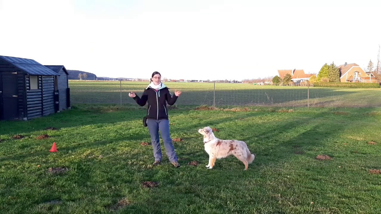 Hundetraining: Belohnen ist nicht gleich Belohnen | Belohnungen dem Hund abwechslungsreich übergeben