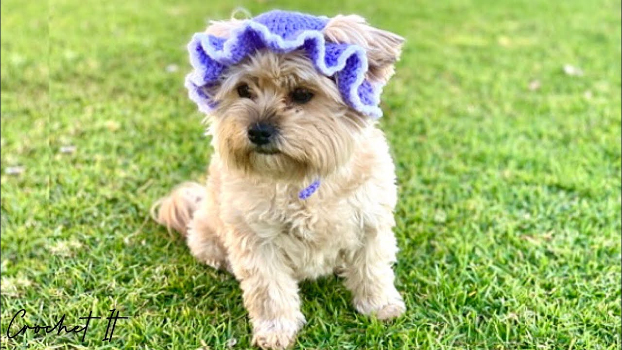 Crochet Pet Dog Bucket Hat | Small | Full tutorial | Crochet It