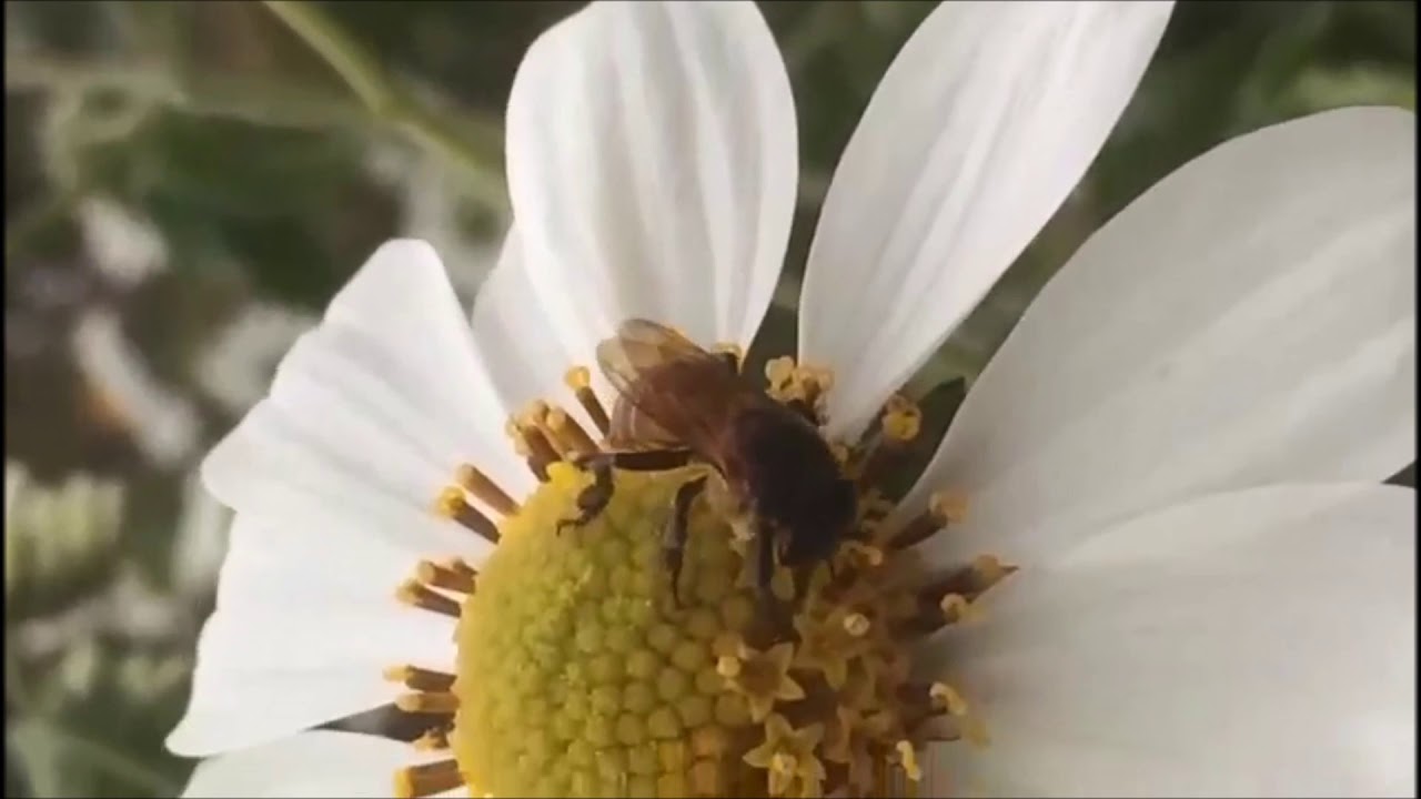 Plantas que Florescem no Inverno,fornecendo néctar e pólen para as abelhas