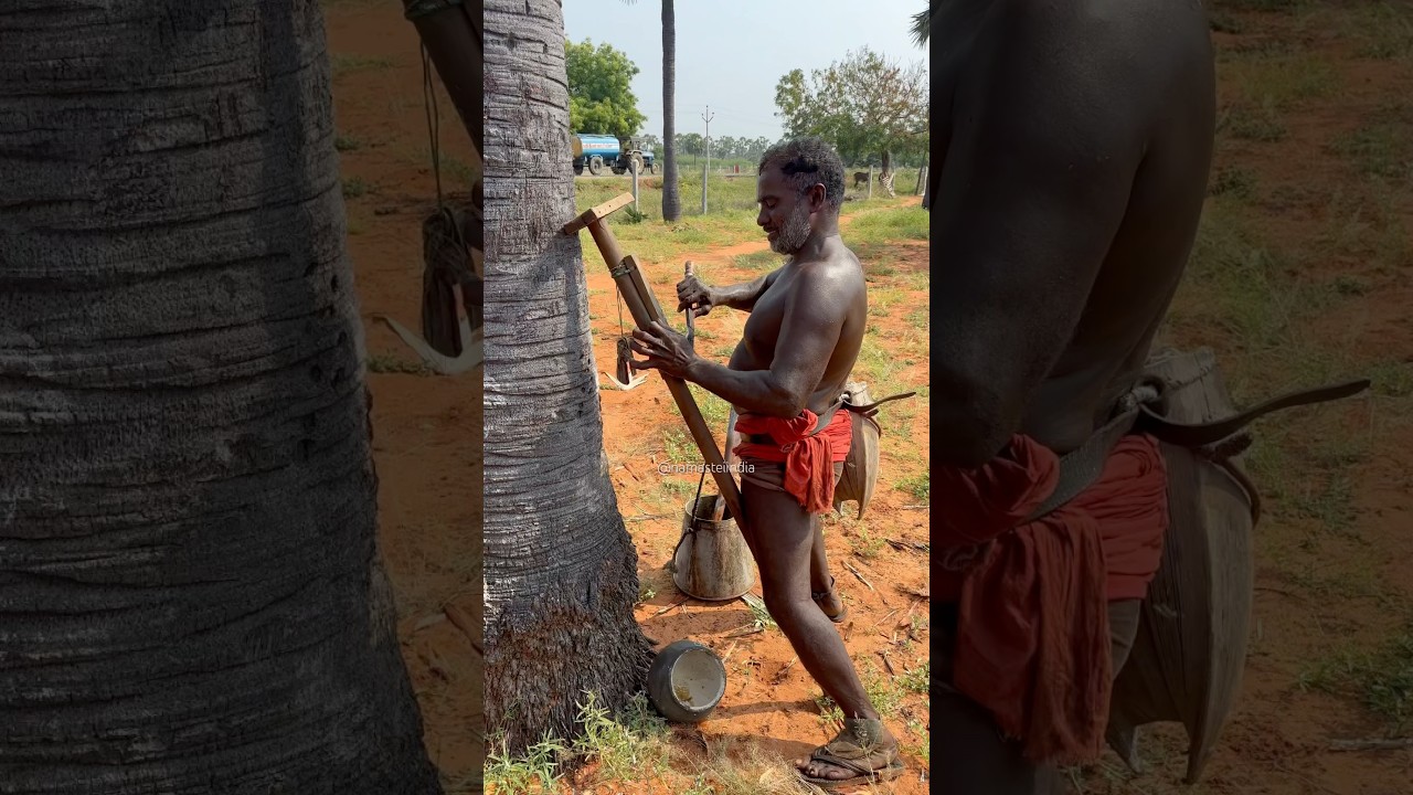 The Process Of Making Palm Jaggery #namasteiindia#indianfoodexplore#palmjaggery