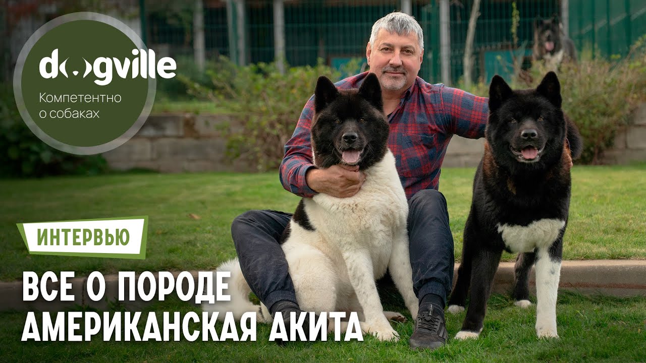 Американская акита &ndash; О породе с руководителем питомника