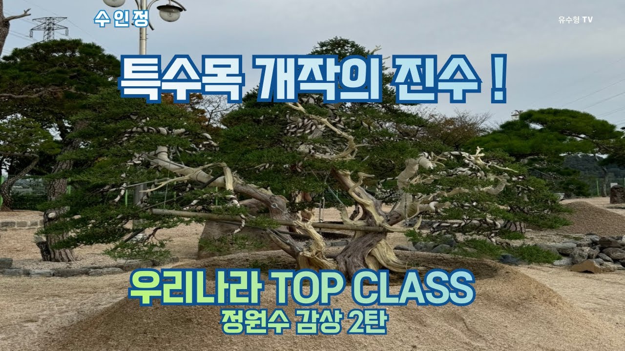 대한민국 최고의 특수목 정원수를 볼 수 있는 곳/ 김천 수인정 농장을 감상 하시겠습니다. #특수목 #정원수특수목 #소나무특수목 #향나무특수목 #소나무정원수개작 #향나무특수목개작