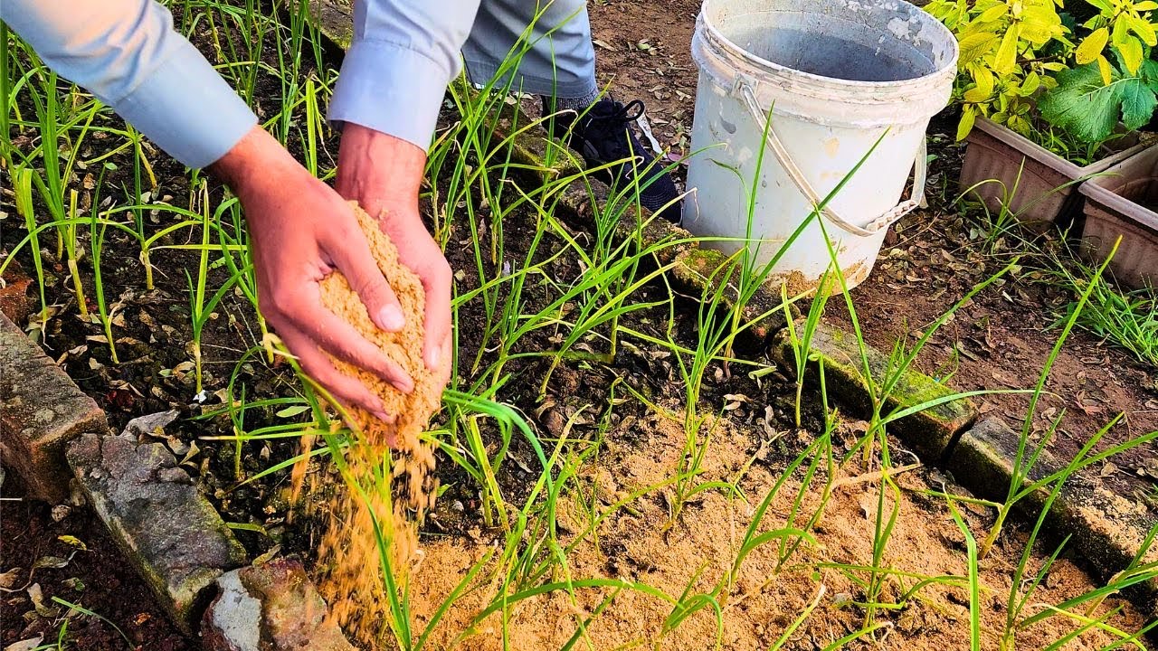 From Waste to Wonder: How Sawdust Can Supercharge Your Garden!