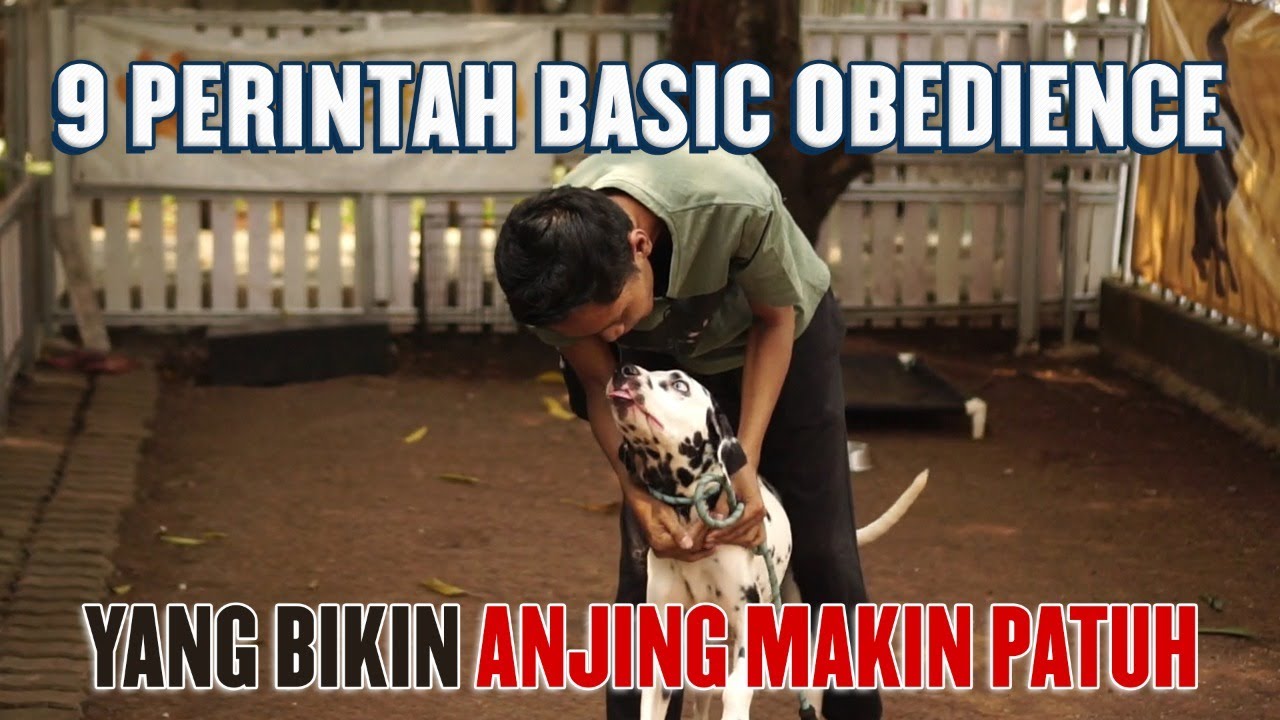 PENTINGNYA MELATIH ANJING ANDA, TERUTAMA UNTUK ANJING RUMAHAN !