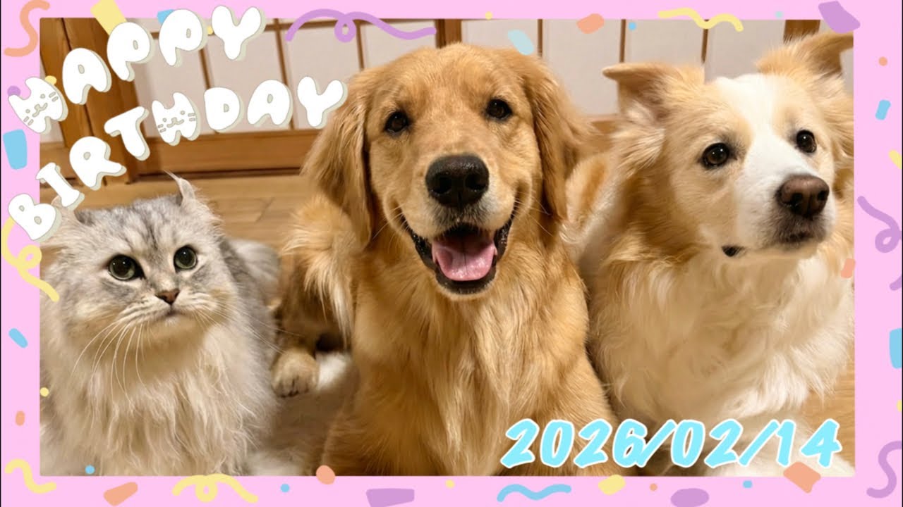 ヒナ＆ウルル誕生日LIVE🎂プレゼント開封します✨