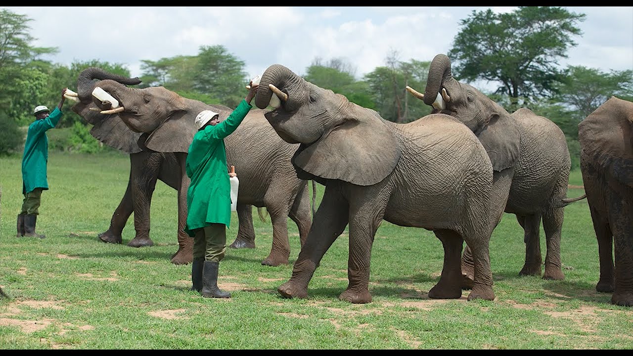 KENYA: UMANI SPRINGS