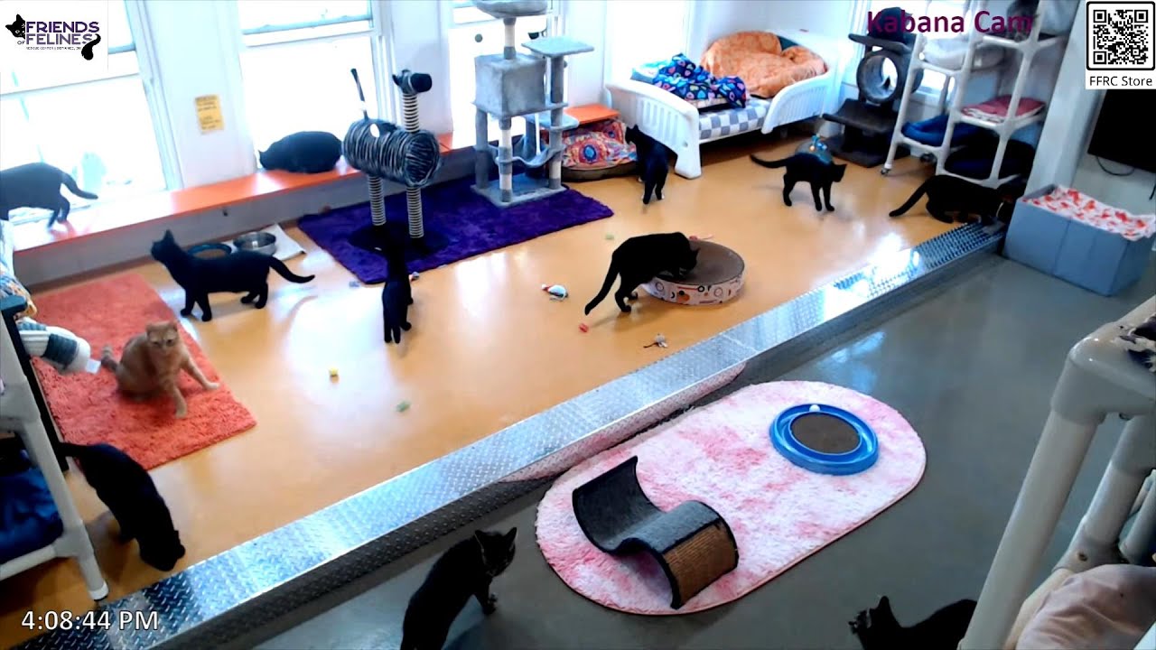 🎈The New Kabana Is Opened🎈 09-04-2025 by StripeyD Friends of Felines Rescue Center (FFRC)