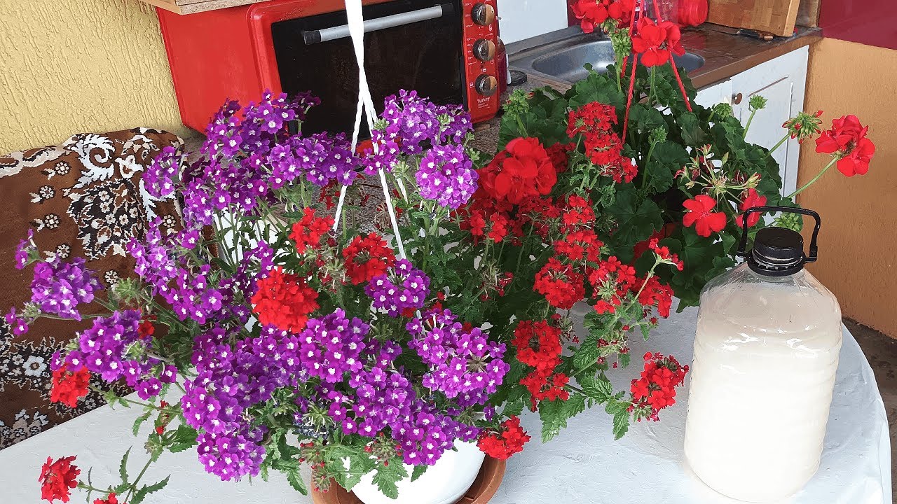 SOLUTIA CARE TINE MUSCATELE BOGATE TOATA VARA