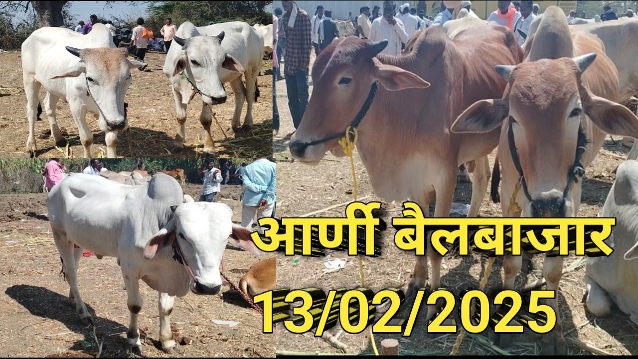 arni bailbajar 13फेब्रुवारी 2025 आर्णी बैलबाजार l #बैलबाजार #arni #bailgada #नाद