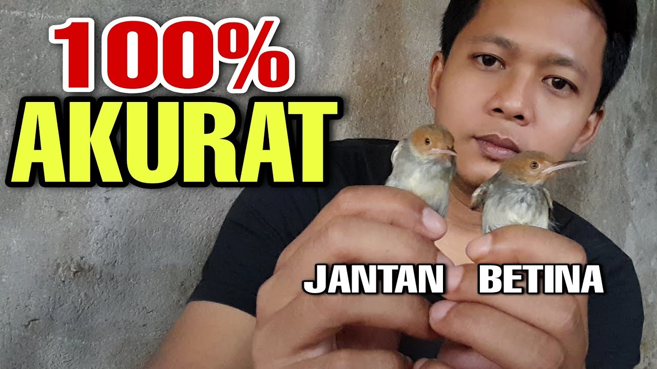 cara mudah membedakan burung prenjak JANTAN dan BETINA