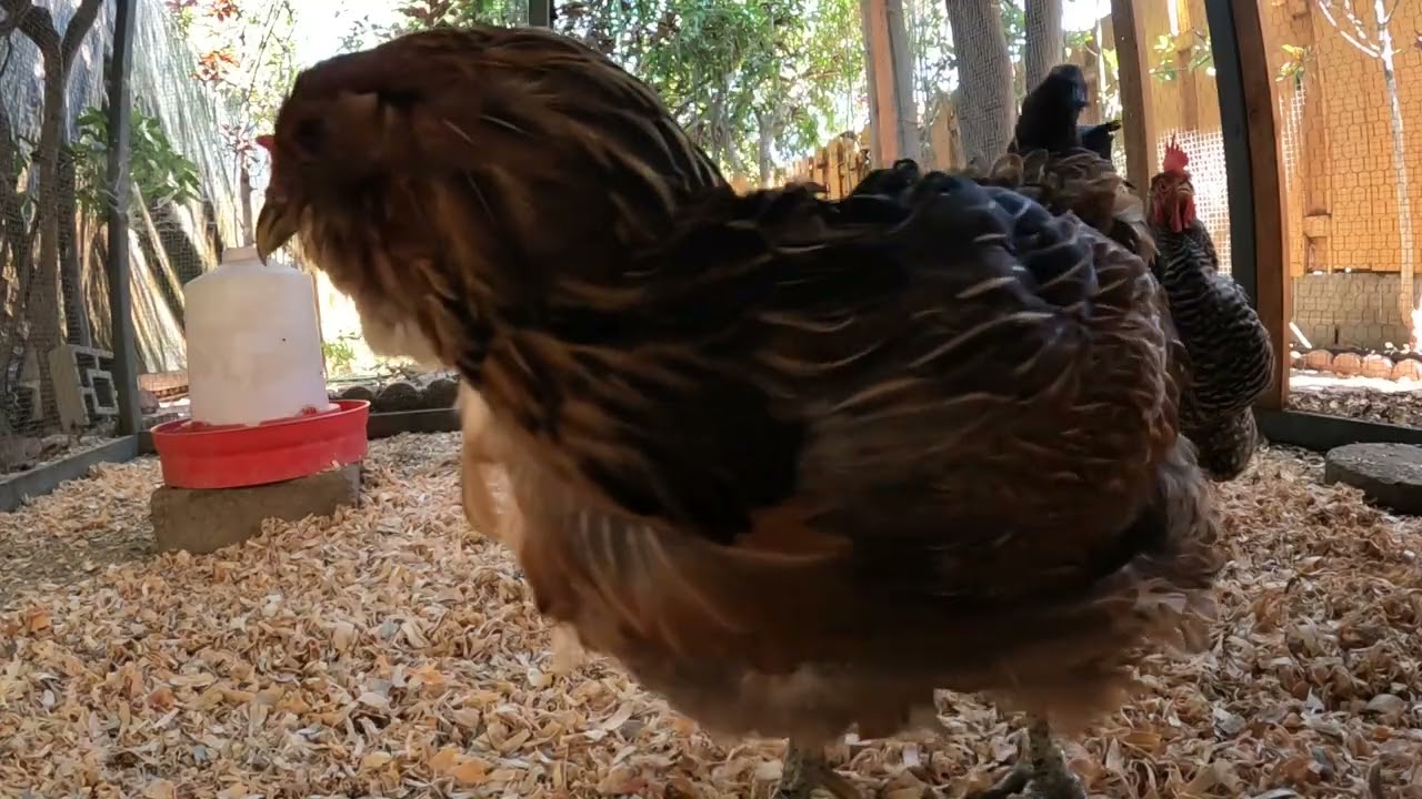 Backyard Chickens Fun Relaxing Video Sounds Noises Hens Clucking Roosters Crowing!