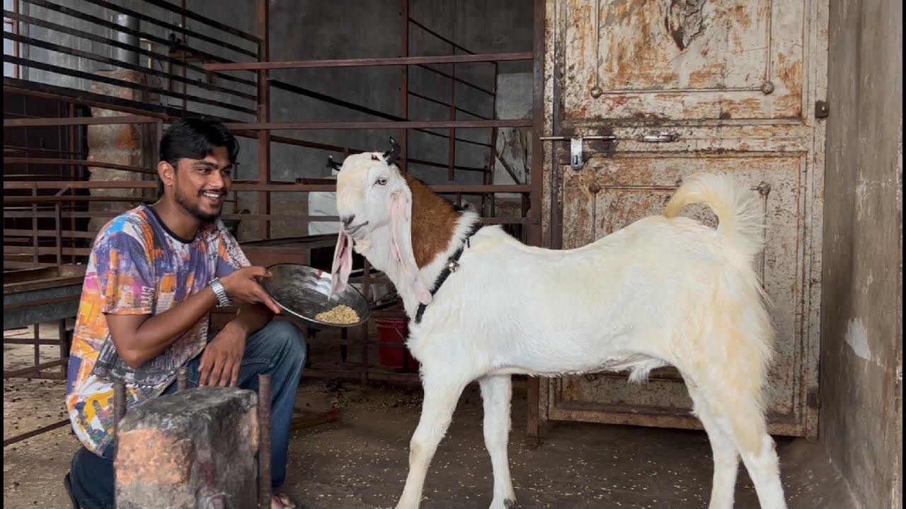 Mashallah quality goat bullet palne wale bakre start 13500