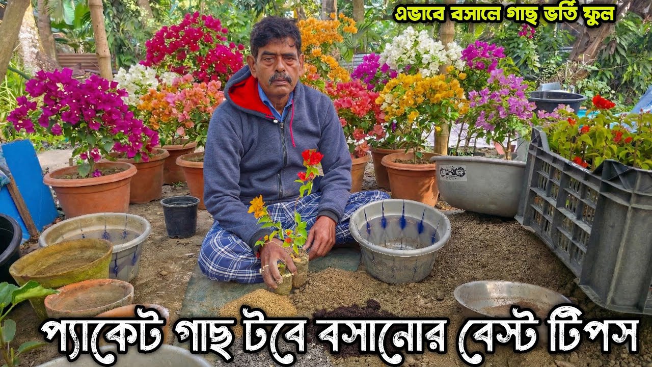 প্যাকেটের বুগেনভেলিয়া টবে বসানোর পারফেক্ট মিডিয়া! ফুল ঝরবে না!
