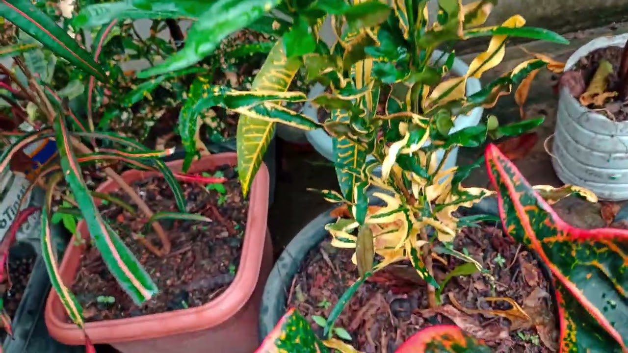 inverno os crotons estão lindos 🤌🌱❤️