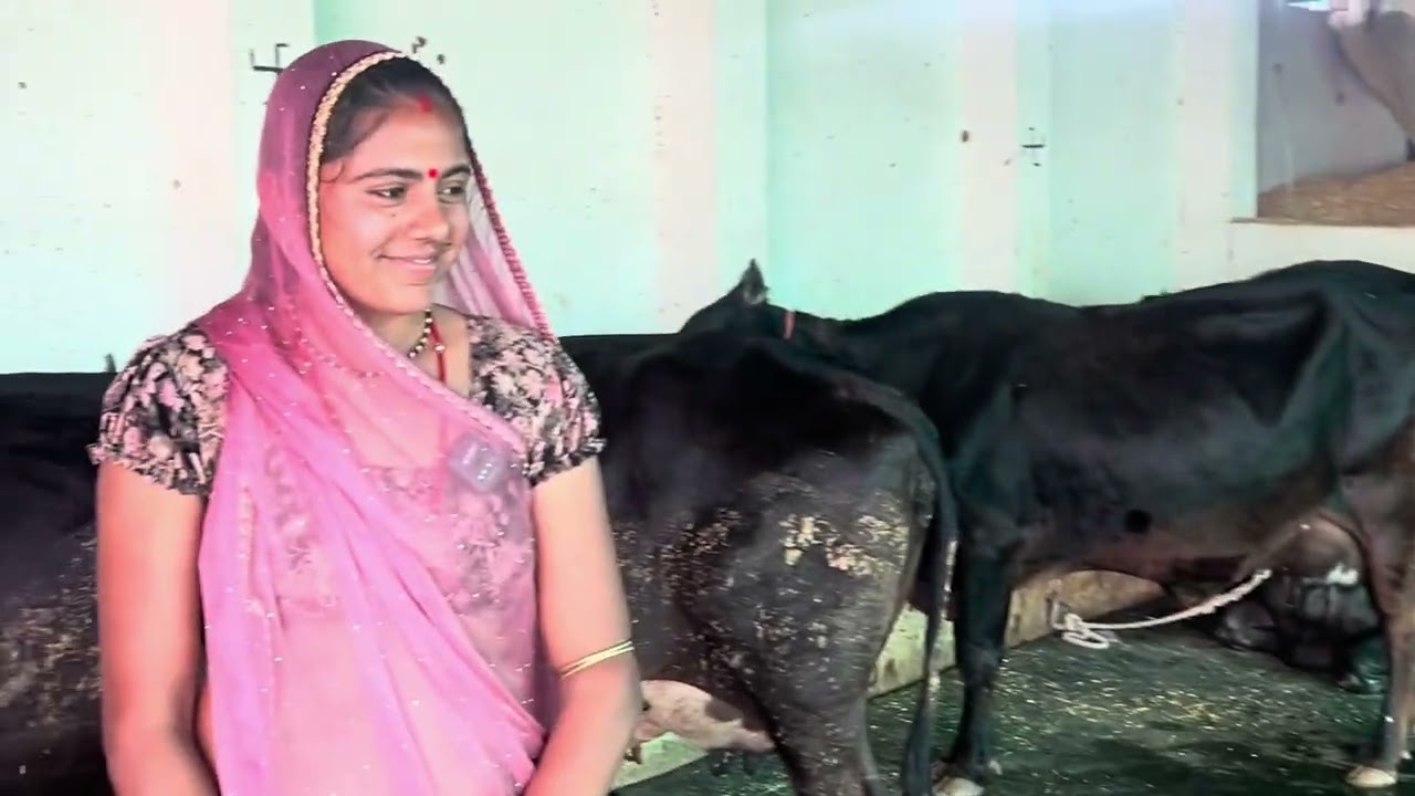 6 gaayon ke dairy farm se kitni kamai | naya dairy farm kese shuru kare | @indianAgrovet 