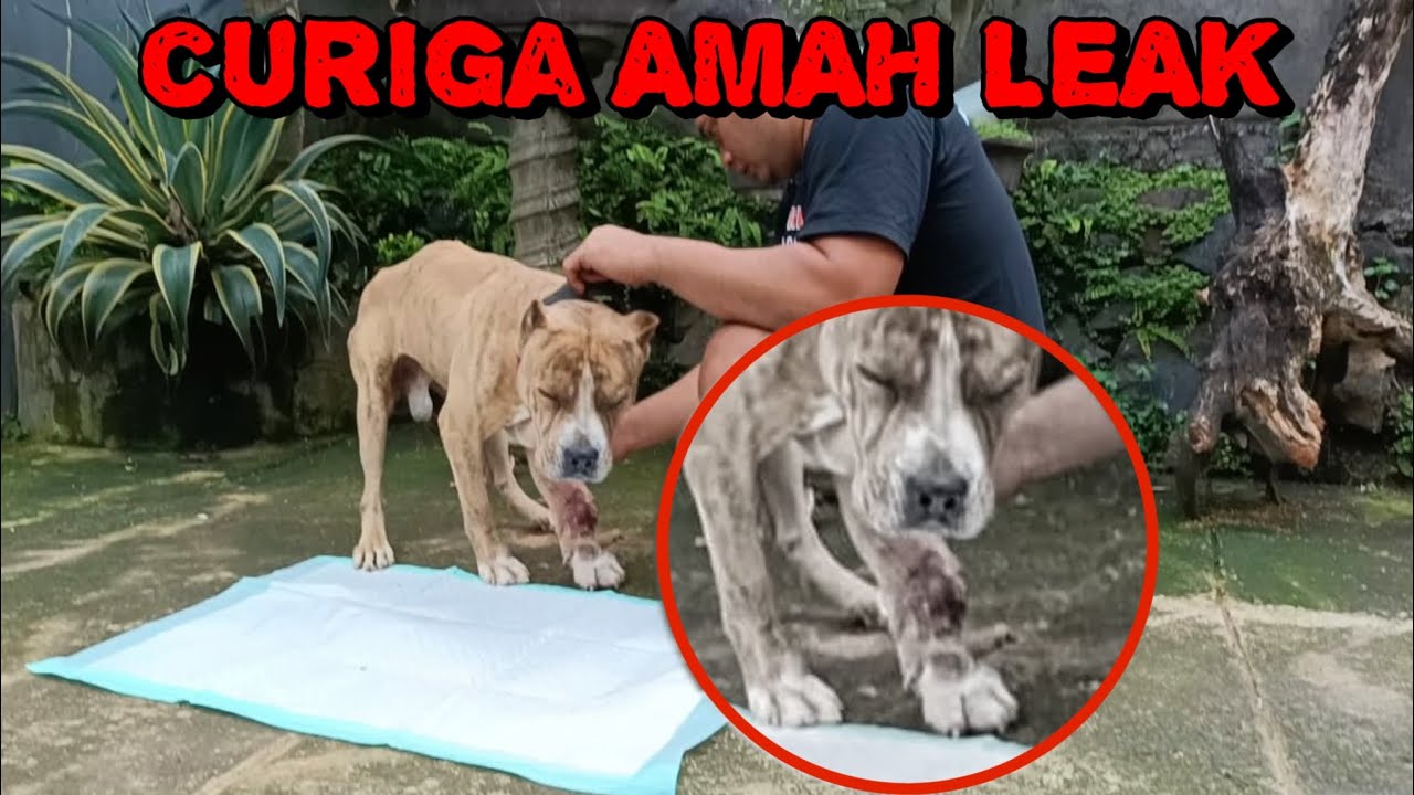CURIGA AMAH LEAK‼️CIDERA Mr.KUBO SANGAT MISTERIUS,,SAMPAI TAK BISA JALAN😱