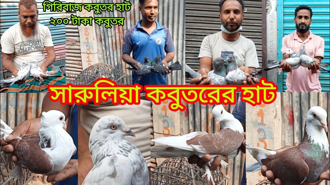 ২৩/১০/২০২৫,সারুলিয়া কবুতরের হাট। আজ রোজ বৃহস্পতিবার।হাটটি প্রতি সপ্তায় সোমবার এবং বৃহস্পতিবার বসে।