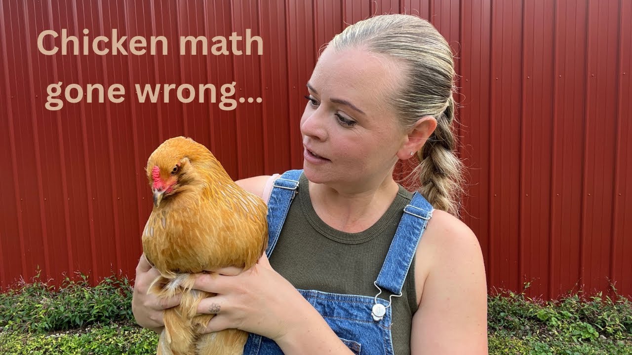 How to build your backyard chicken flock 