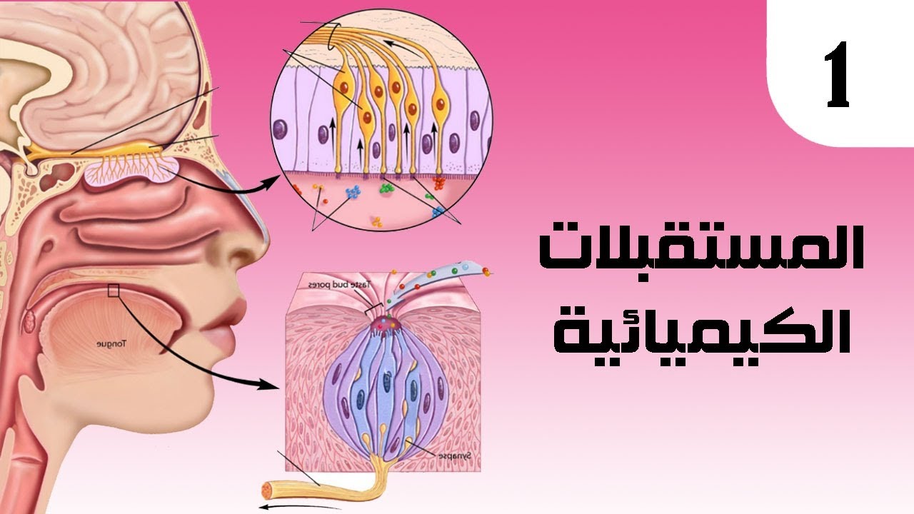 علم الأحياء | المستقبلات الكيميائية ✓ المستقبلات الشمية .. د.حسن حسين