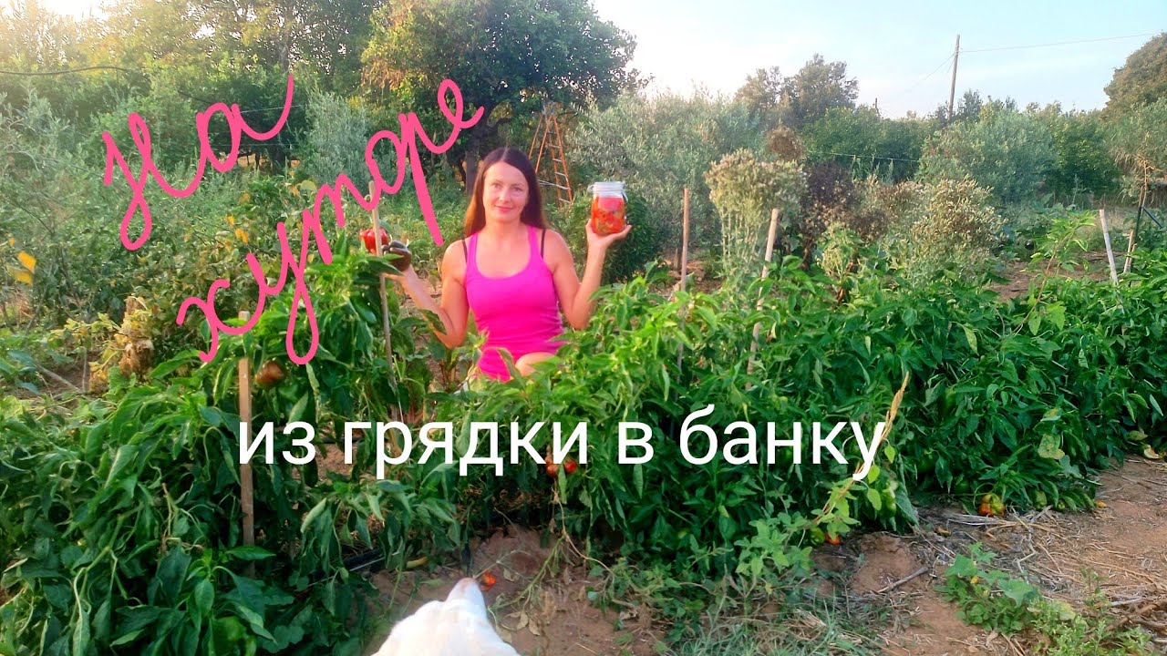 46. Готовимся к сбору оливок.  Варим джем из чили.