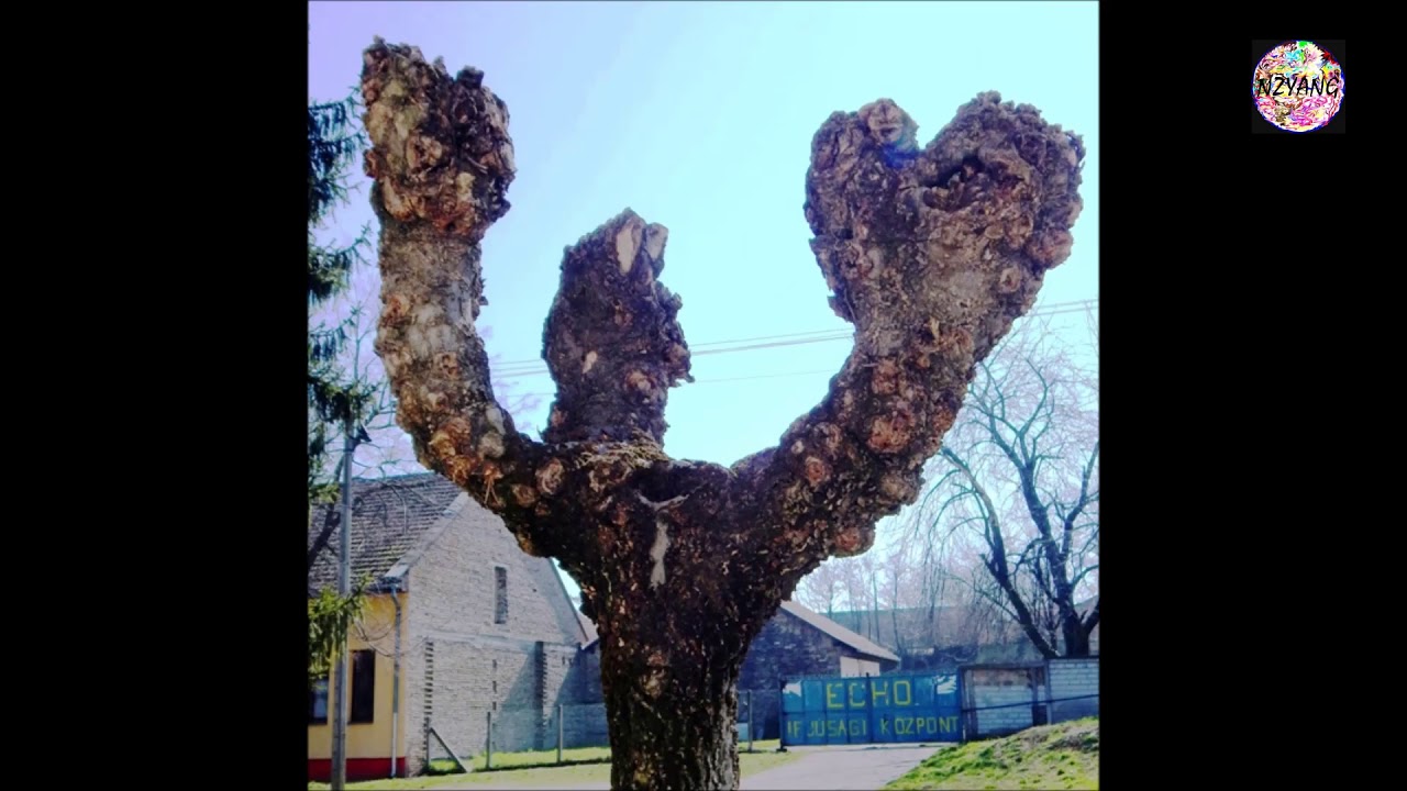 Kósa Károly   Az én hazám az őserdő
