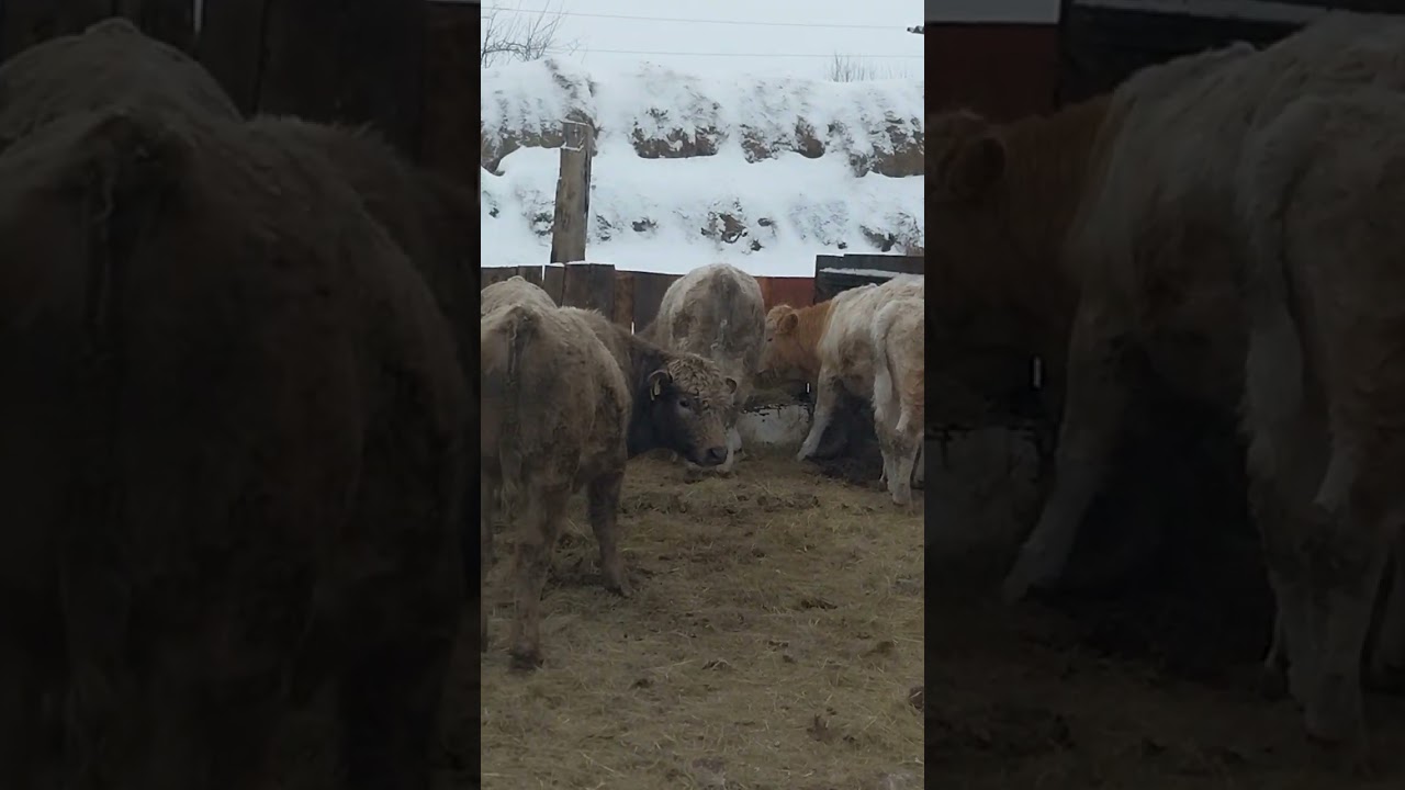 #село #хозяйство #крс#бычки#зимнен беспривязное содержание крс#