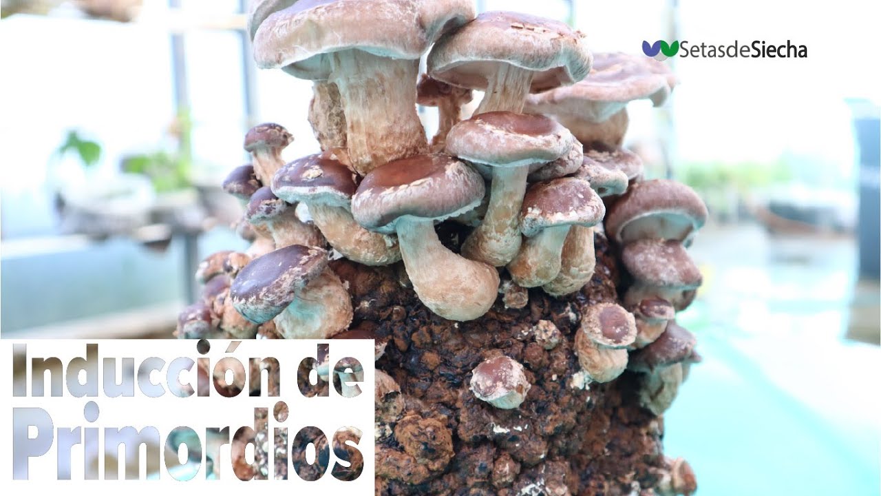 Cultivo de shiitake, Inducción de primordios