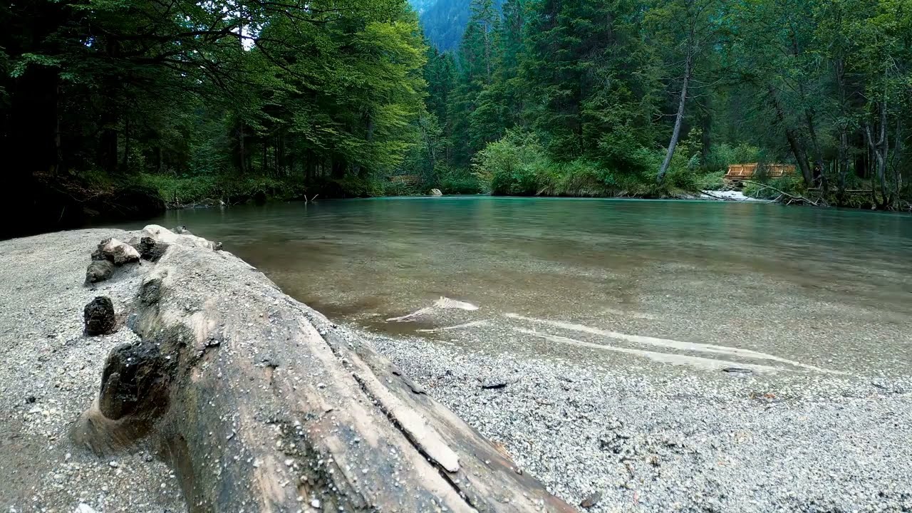 Ніжний спів птахів, заспокійливий шум лісового озера🌳. Птахи співають у лісі біля озера звуки лісу🌳💦