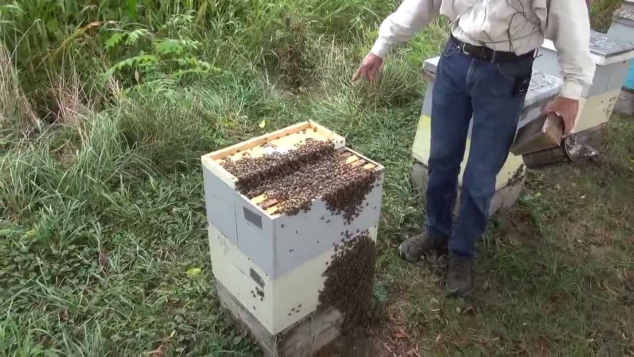 Michael Palmer - Catching a Bee Hive before it Swarms
