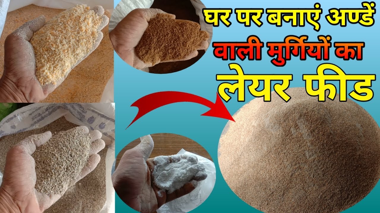 लेयर फीड घर पर आसानी से कैसे तैयार करें | Homemade layer feed | how to make layer Feed at home 200kg