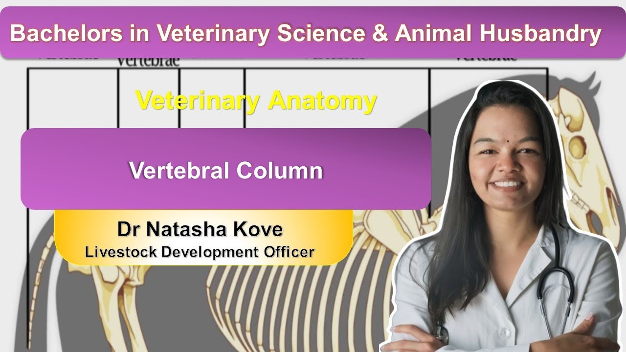 Vertebral Column of Ox |BVSC &AH | First year | Veterinary Anatomy| 