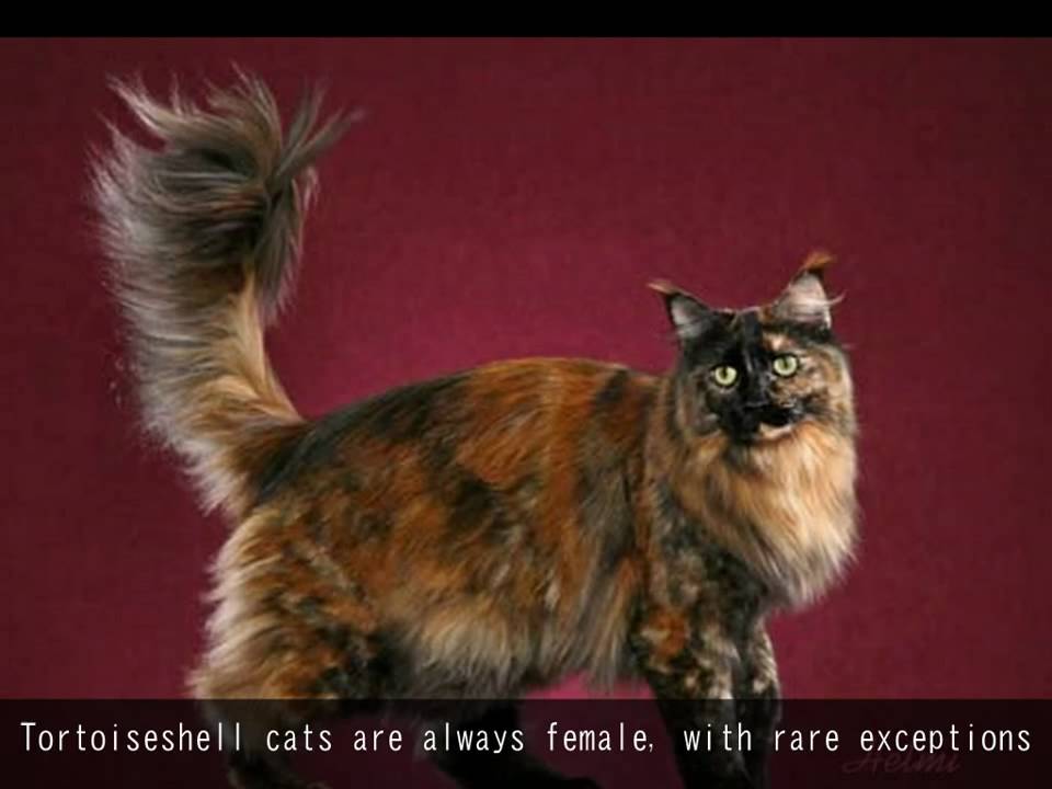 Tortoiseshell Cats