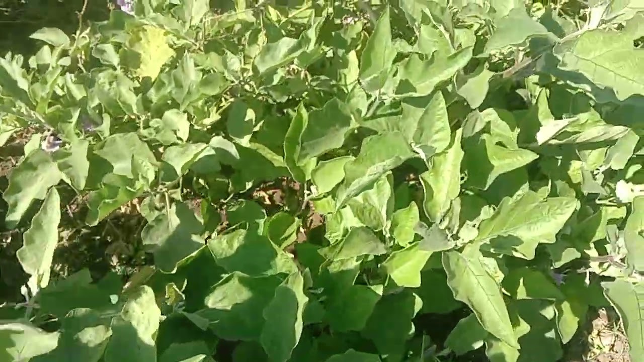 સફેદ રીંગણી