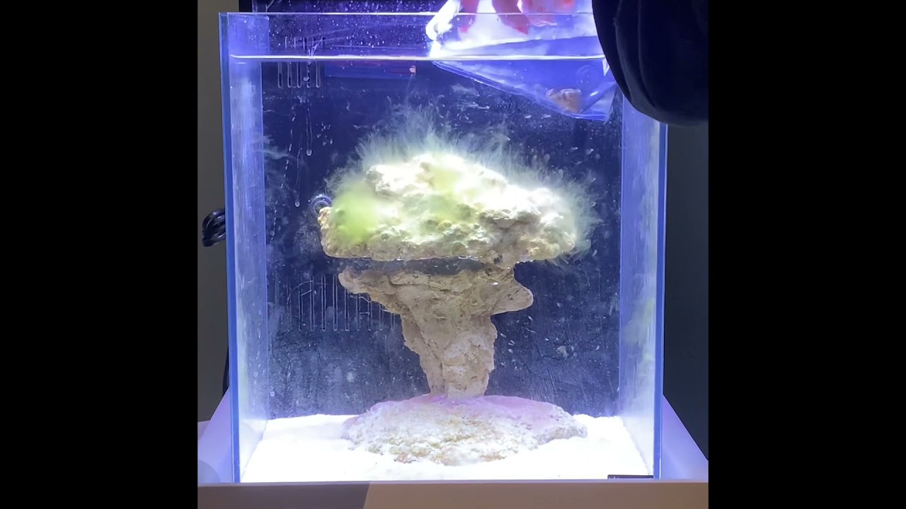 INTRODUCTION ALGUIVORE ASTREA PHASE DE CYCLAGE AQUARIUM NANO AQUATLANTIS #NANOMARIN #ASTREA