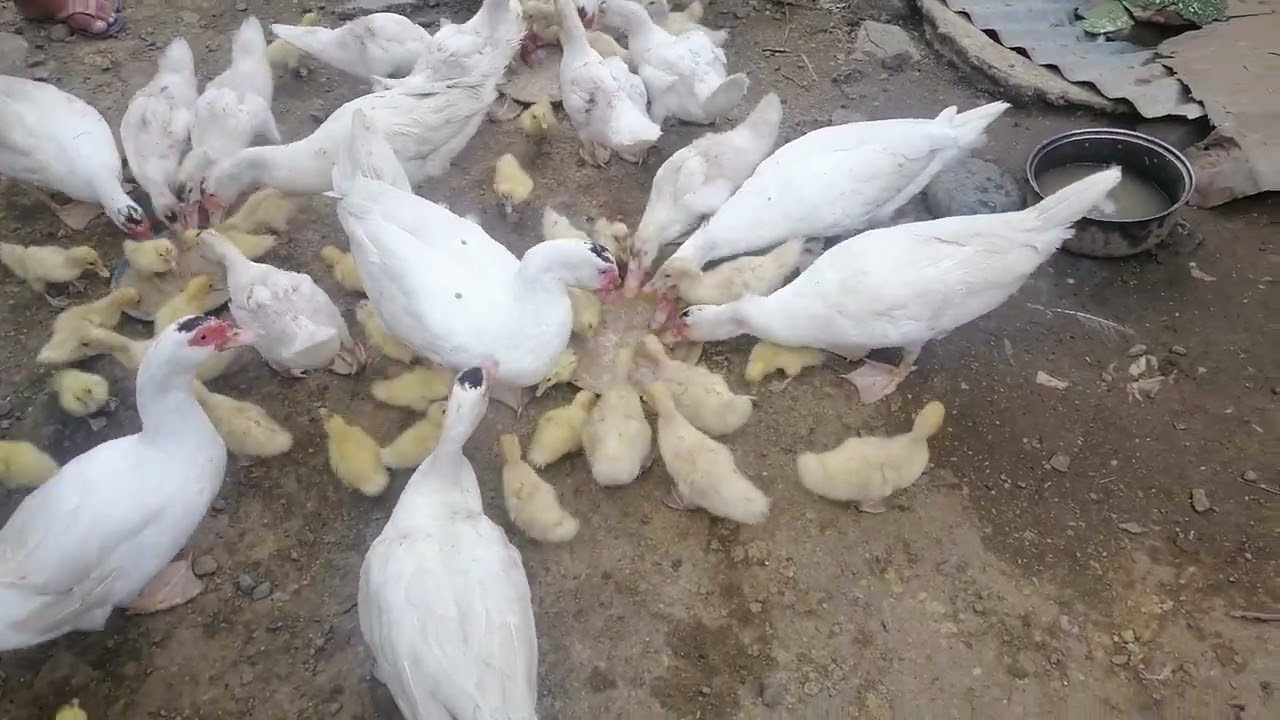 #pakain tayo ng alaga sa likod bahay