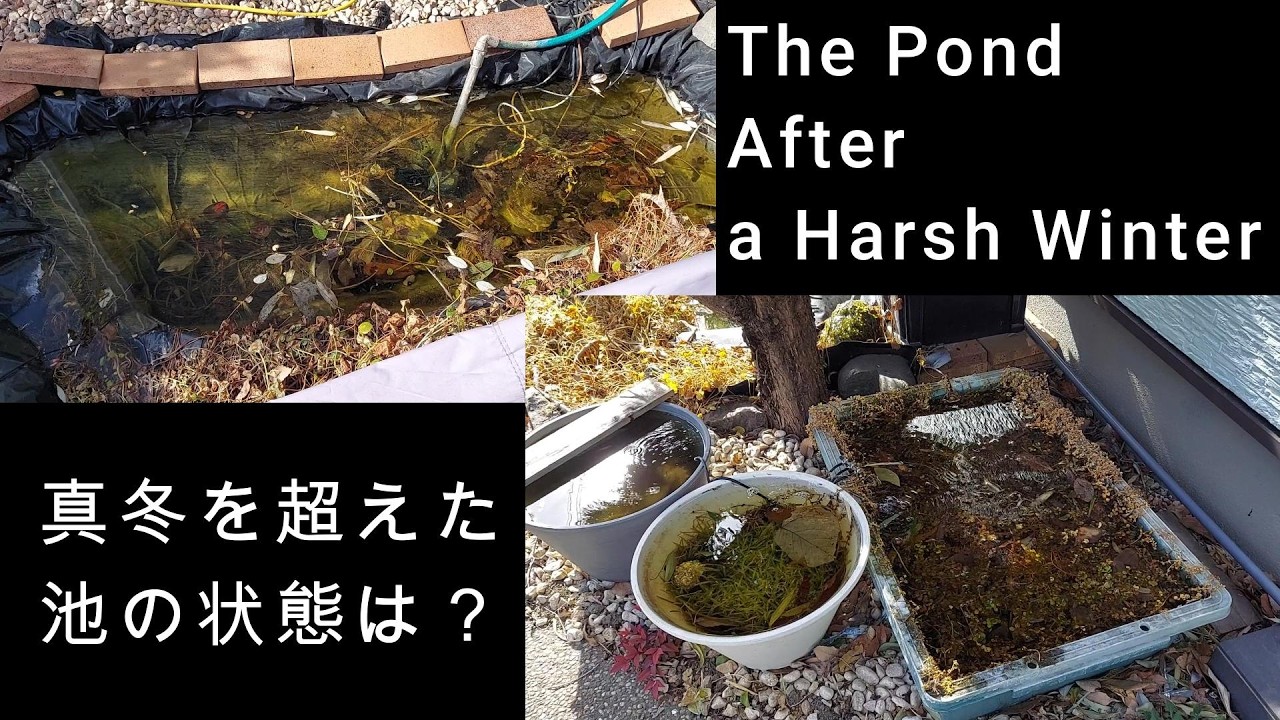 真冬が過ぎた、、　現在の池の状態は？