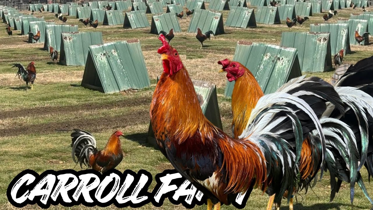 CARROLL FARM - Big Farm Feeding Time Shape Chicken Coop Outdoor Breeding Pens 🇺🇸