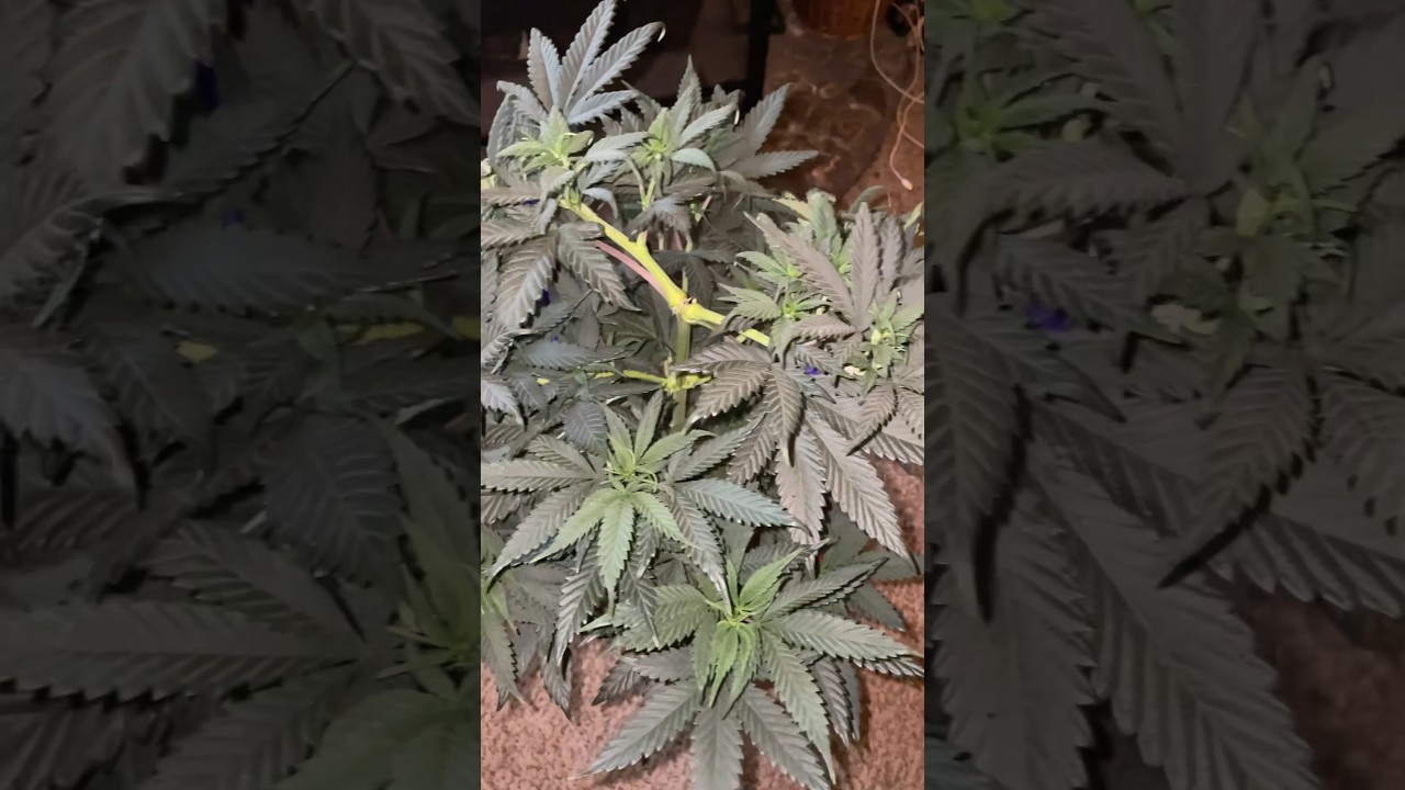 Blue Sunset Sherbet in 3gal pot